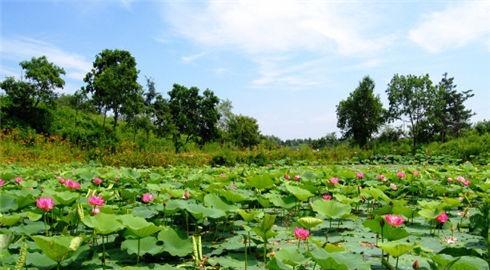 中医平补饮食下火气(1)